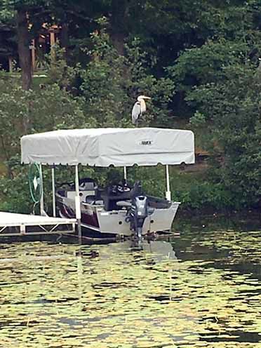 She has a heron addiction!